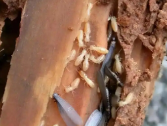 易门白蚁防治公司分享园林绿化白蚁防治，守护绿植与庭院安全